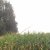Baumbrand L360 Prebensdorf