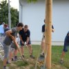 Maibaum umschneiden
